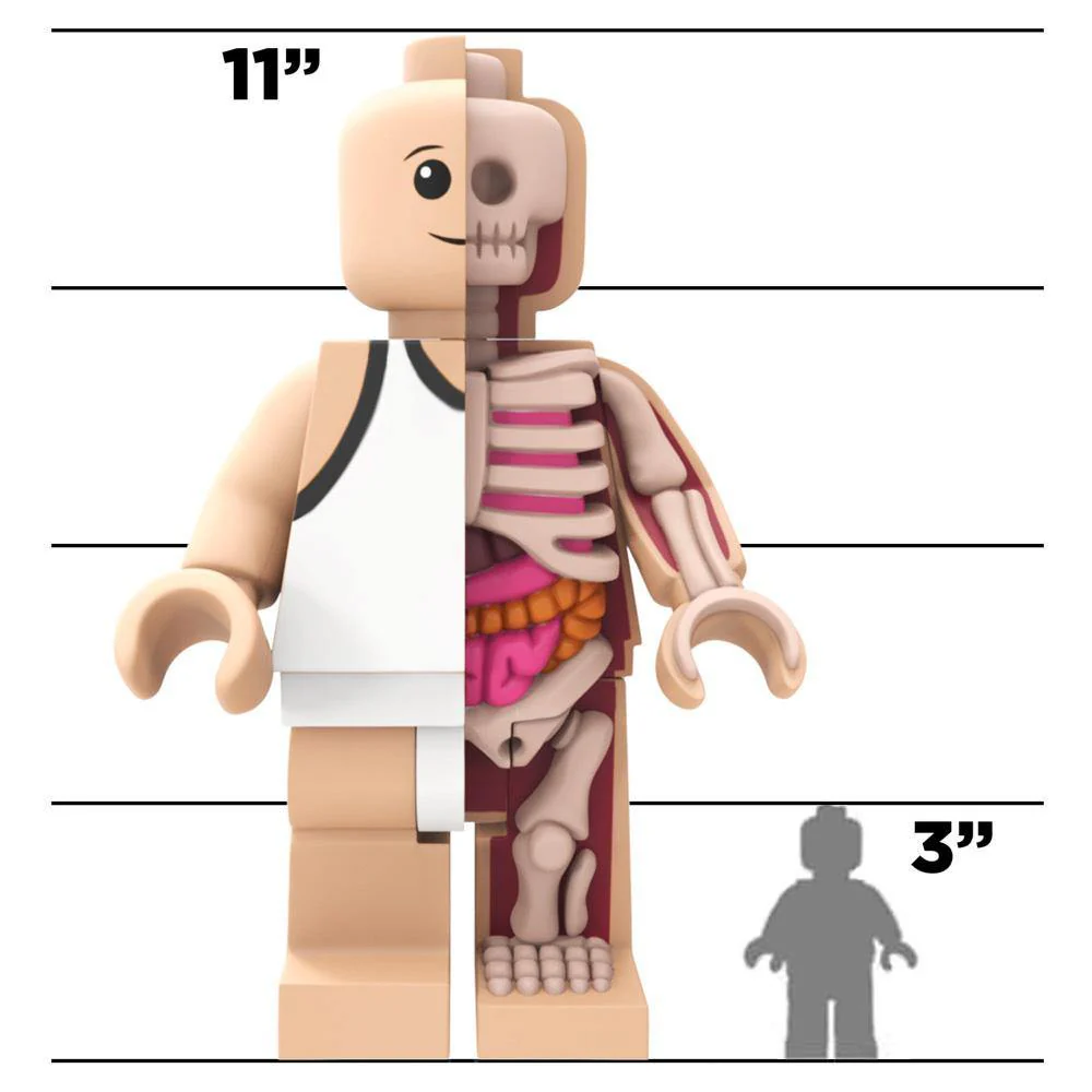 Mighty Jaxx x Jason Freeny Bigger Micro Anatomic - Image 5